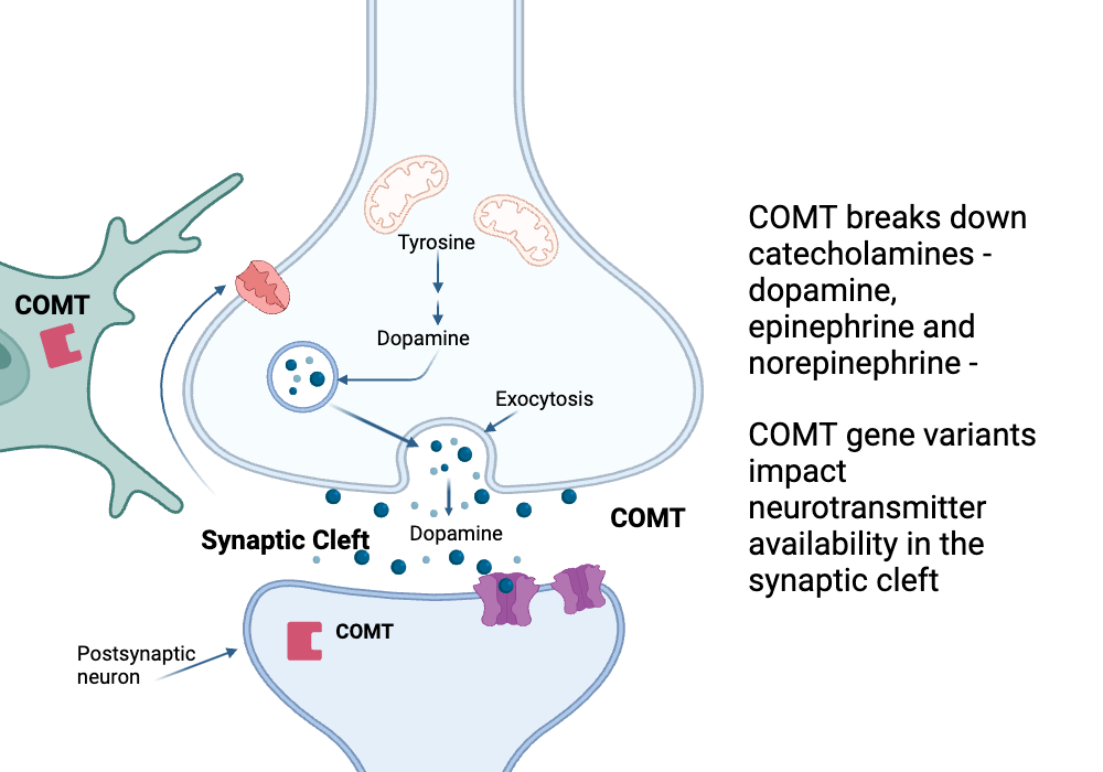 COMT enzyme mechanism showing dopamine breakdown in synaptic cleft